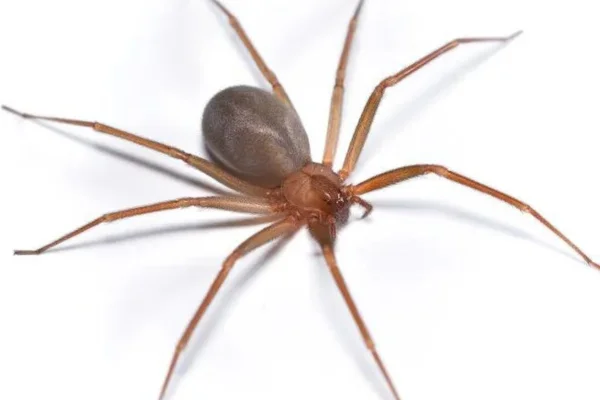 As Aranhas: Características e Diversidade 2vettop% Aranha-Marrom (Loxosceles)