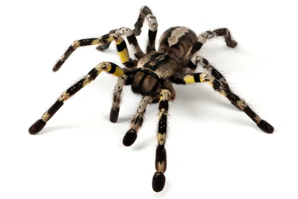 As Aranhas: Características e Diversidade 9vettop% aranhas