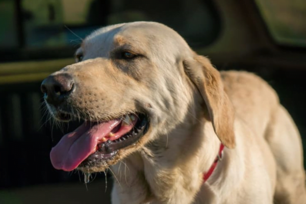 Cachorro com respiração ofegante em repouso 1vettop% Respiração ofegante
