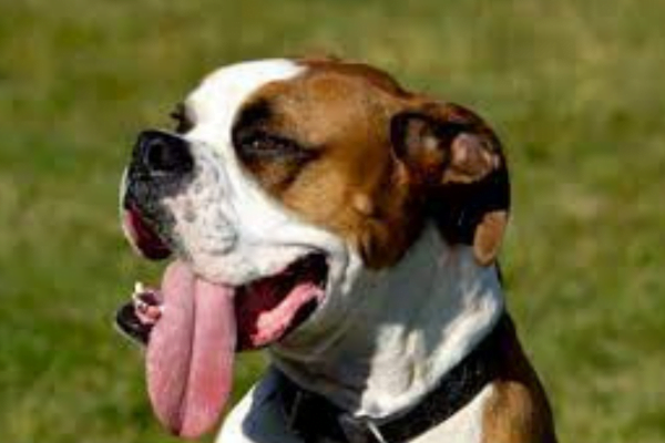 Cachorro com respiração ofegante em repouso 2vettop% respiração ofegante1