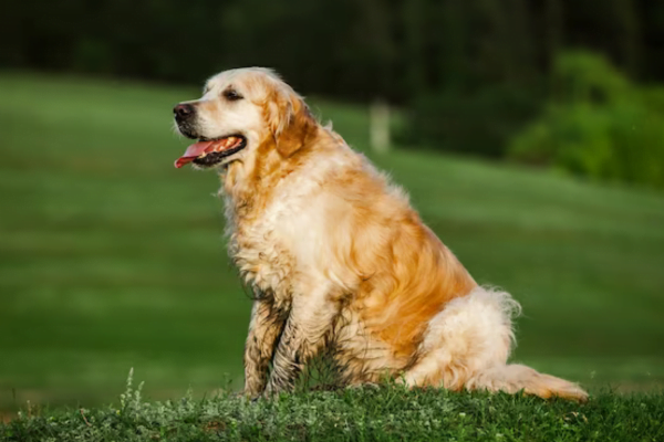 Cachorro com respiração ofegante em repouso 3vettop% Respiração ofegante2