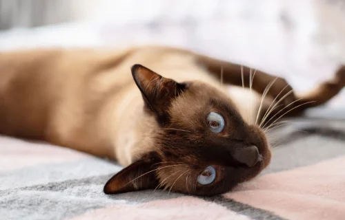 Gatos Siameses tudo o que você precisa saber 2vettop% gatos-siameses-1