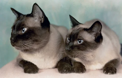 Gatos Siameses tudo o que você precisa saber 1vettop% gatos-siameses-2