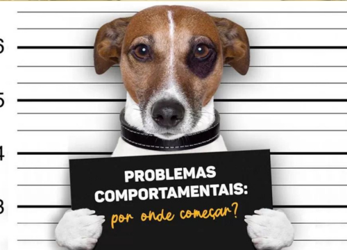 Cachorro Castrado: Muda de Comportamento? 2vettop% Cachorro-Castrado-1