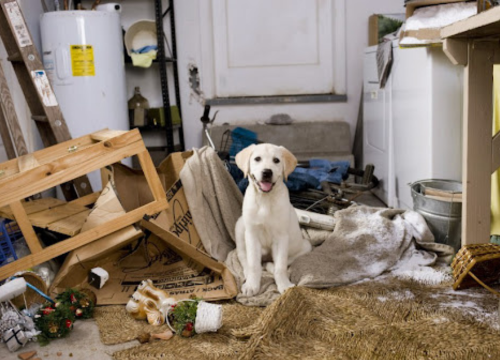 Cachorro Castrado: Muda de Comportamento? 1vettop% Cachorro Castrado: Muda de Comportamento?