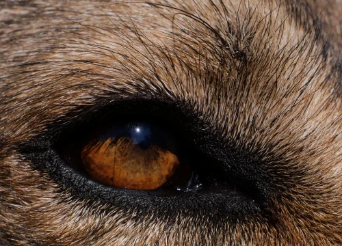 Cuidado com os Olhos do seu Cachorro 1vettop% Cuidado-com-os-Olhos-do-seu-Cachorro-1