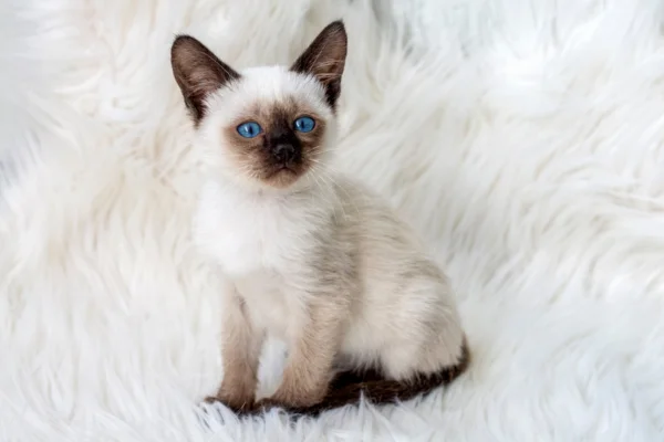 Tudo Sobre Filhote de Gato Siamês 2vettop% Tudo Sobre Filhote de Gato Siamês