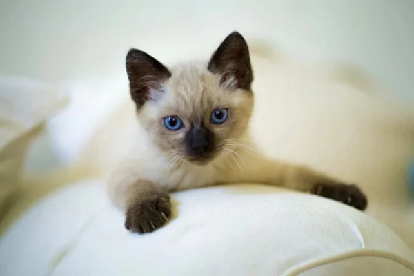 Tudo Sobre Filhote de Gato Siamês 1vettop% Tudo Filhote de Gato Siamês