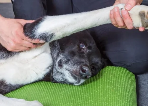Fisioterapia para Cachorros 1vettop% Fisioterapia-para-Cachorros-1