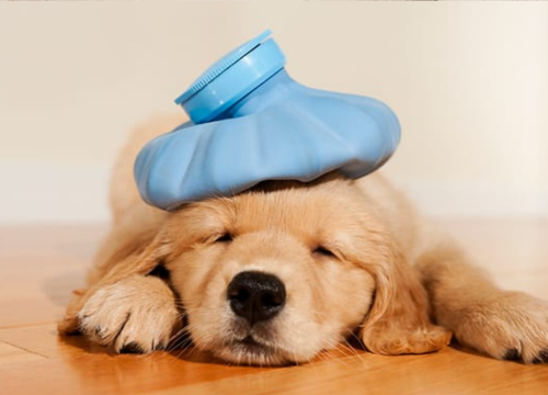 Guia Completo da Gripe Canina: Sintomas, Tratamento 1vettop% Gripe Canina 1