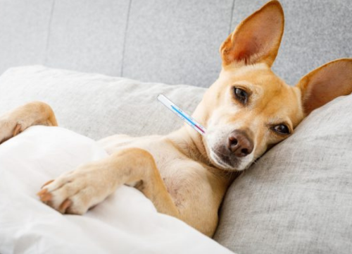 Guia Completo da Gripe Canina: Sintomas, Tratamento 2vettop% Gripe-Canina-2