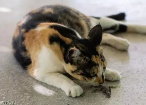Platinosomose Felina 1vettop% Platinosomose-Felina-1