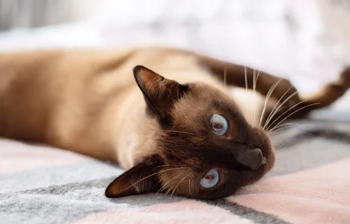 Convulsões em Gatos: Causas, Sintomas e Tratamentos 1vettop% Convulsoes-em-gatos1