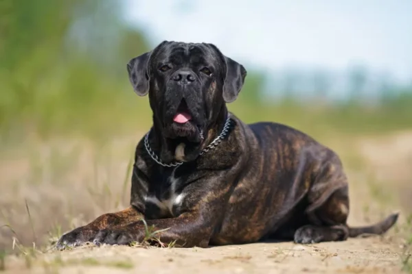 Os 5 Cachorros com as Mordidas Mais Fortes 2vettop% Cane Corso