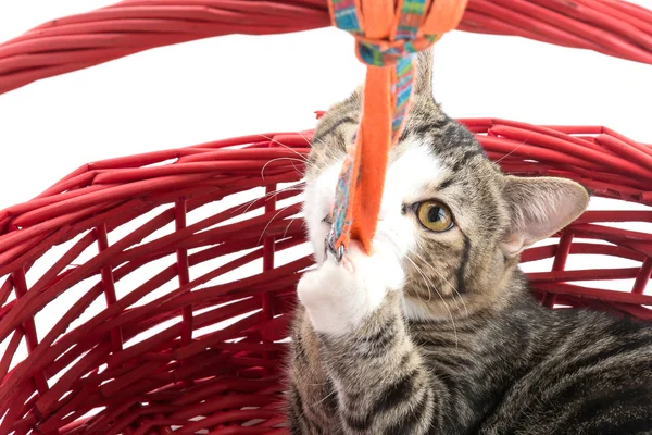 Como Acalmar um Gato Hiperativo 1vettop% Como Acalmar um Gato Hiperativo