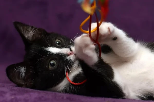 Como Acalmar um Gato Hiperativo 15vettop% Como Acalmar um Gato Hiperativo