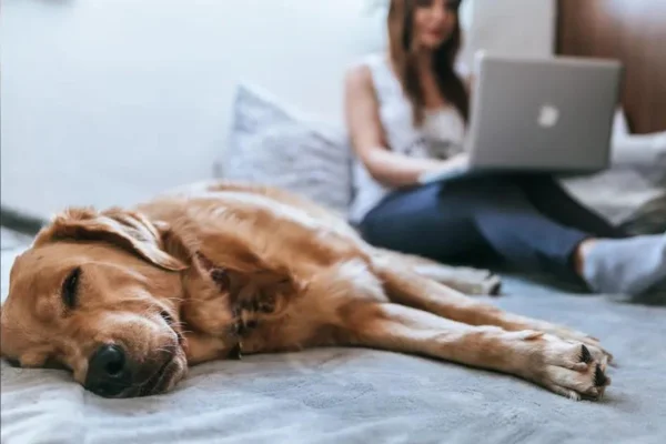 Como adotar um Cachorro ( Amigo) 1vettop% Como adotar um Cachorro ( Amigo) 1