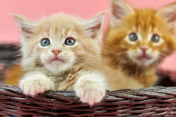 Como Cuidar de Filhotes de Gatos 2vettop% Como cuidar de filhote de gatos 1