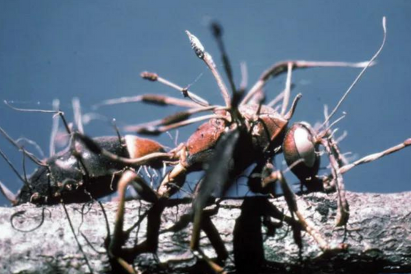 Cordyceps: O Fungo Parásito que Intriga a Imaginação Humana 1vettop% Cordyceps O Fungo Parásito