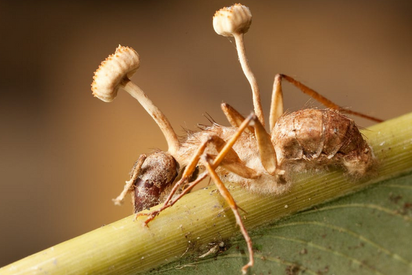 Cordyceps: O Fungo Parásito que Intriga a Imaginação Humana 2vettop% Cordyceps O Fungo Parásito