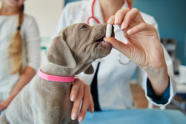 Utilização da Dipirona para Cachorro 7vettop% Dipirona para Cachorro