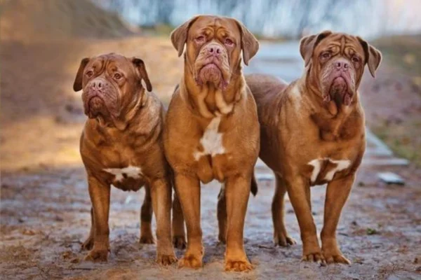 Os 5 Cachorros com as Mordidas Mais Fortes 3vettop% Dogue de Bordeaux