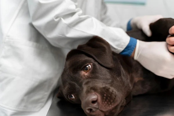 Esplenectomia 3vettop% Esplenectomia