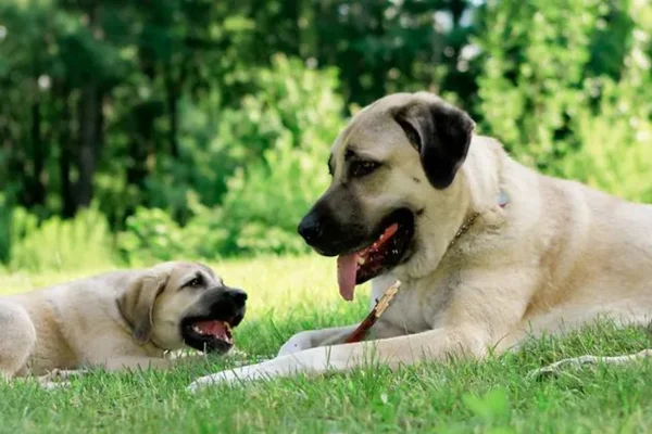 Os 5 Cachorros com as Mordidas Mais Fortes 1vettop% Kangal