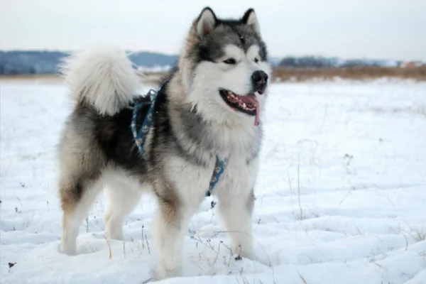 Malamute do Alasca: Um Guia Completo 1vettop% Malamute do Alasca