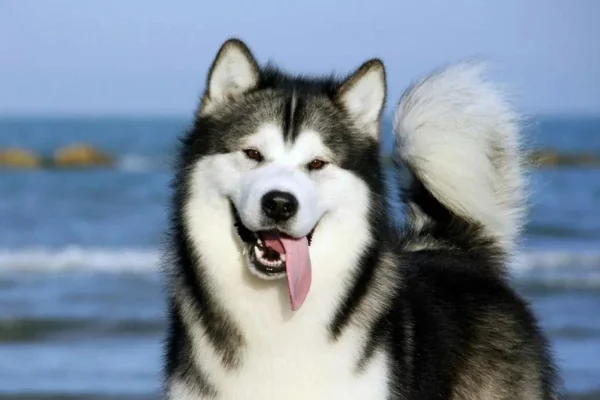 Malamute do Alasca: Um Guia Completo 2vettop% Malamute do Alasca (1)