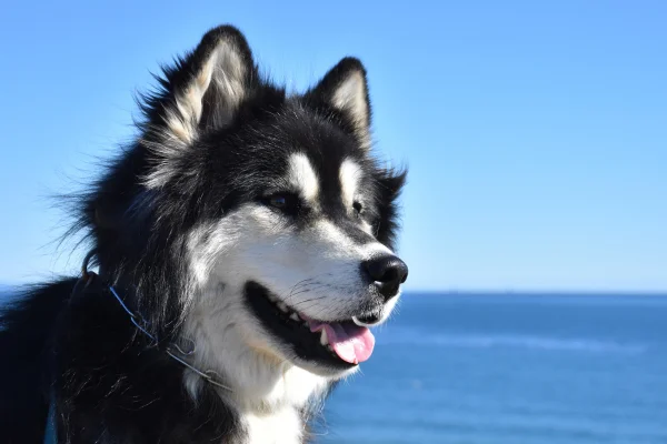 Malamute do Alasca: Um Guia Completo 11vettop% Malamute do Alasca