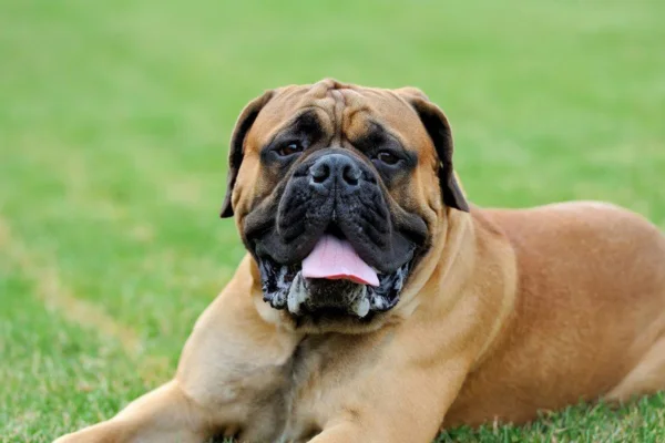 Os 5 Cachorros com as Mordidas Mais Fortes 4vettop% Mastim Inglês