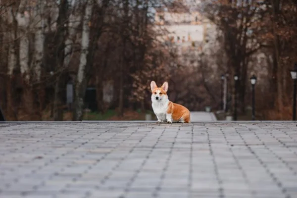 Microchipagem em cães 4vettop% Microchipagem em Cães