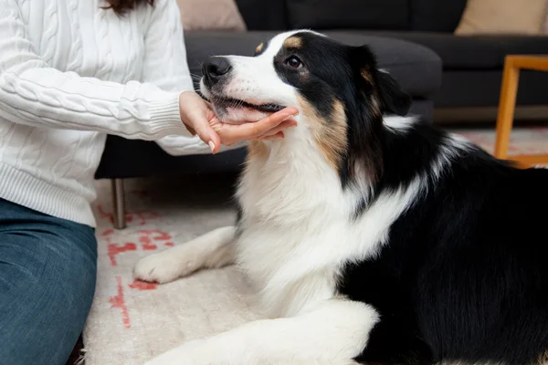 Microchipagem em cães 1vettop% Microchipagem em Cães