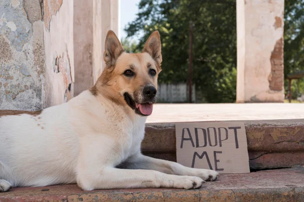Não Posso Cuidar do Meu Cachorro, Onde Deixá-lo para Adoção? 1vettop% Não Posso Cuidar do Meu Cachorro1