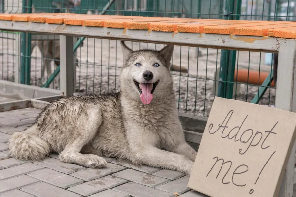Não Posso Cuidar do Meu Cachorro, Onde Deixá-lo para Adoção? 2vettop% Não Posso Cuidar do Meu Cachorro1 (2)