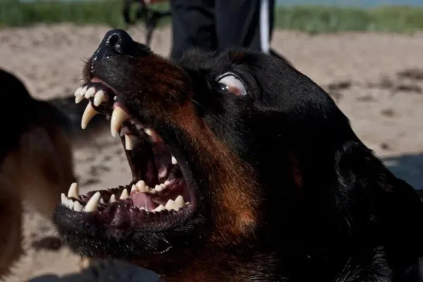 Os 5 Cachorros com as Mordidas Mais Fortes 9vettop% Os 5 Cachorros com as Mordidas Mais Fortes