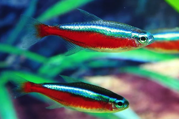 Peixes que podem viver juntos: conheça os principais! 7vettop% Peixes que podem viver juntos