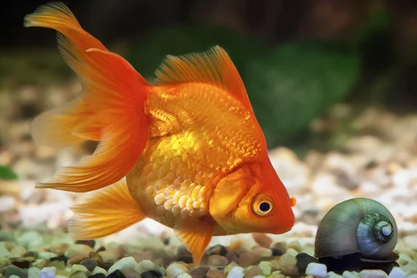 Peixes que podem viver juntos: conheça os principais! 2vettop% Peixes que podem viver juntos 2