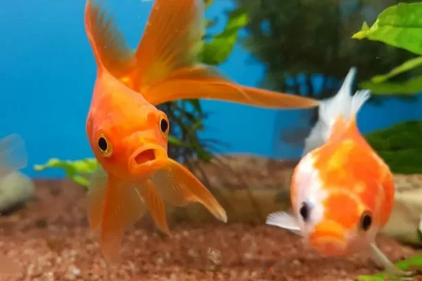 Peixes que podem viver juntos: conheça os principais! 3vettop% Peixes que podem viver juntos 3