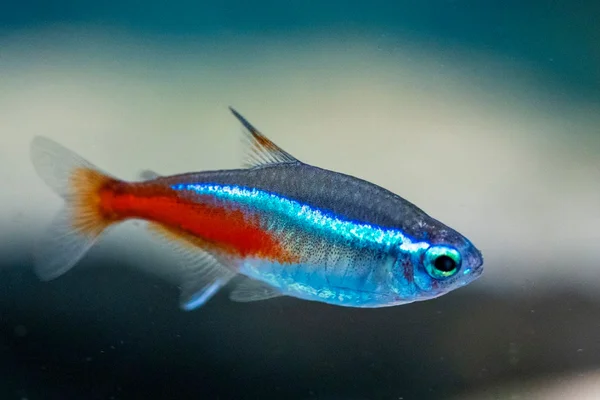 Peixes que podem viver juntos: conheça os principais! 1vettop% Peixes que podem viver juntos
