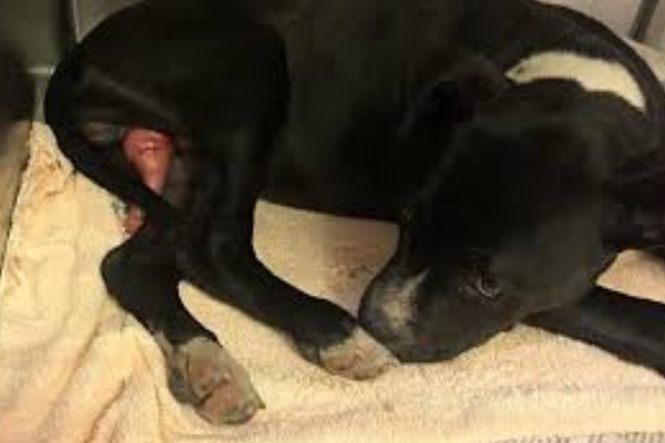 Priapismo em Cães: Entenda as Causas e Tratamento 1vettop% Priapismo em Cães Priapism in dogs (2)