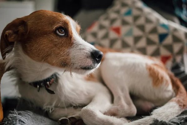 Priapismo em Cães: Entenda as Causas e Tratamento 8vettop% Priapismo em Cães Priapism in dogs