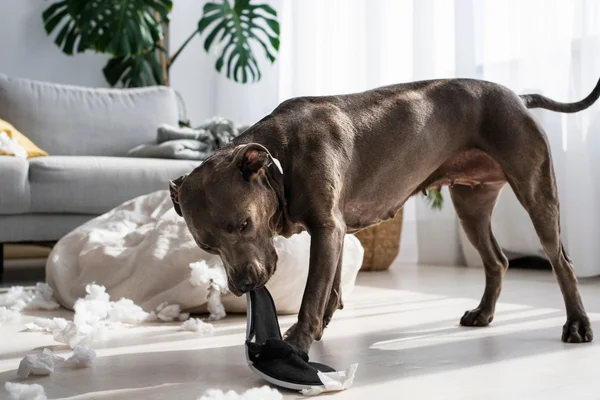 Quanto tempo depois de castrado o cachorro fica mais calmo? 2vettop% Quanto tempo depois de castrado o cachorro fica mais calmo 1 (1)