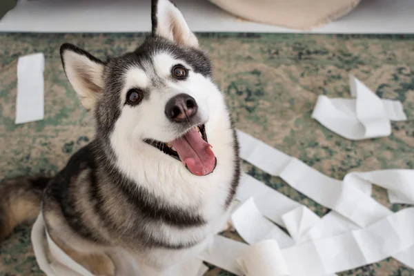 Quanto tempo depois de castrado o cachorro fica mais calmo? 3vettop% Quanto tempo depois de castrado o cachorro fica mais calmo 1 (1)