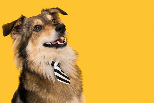 Quanto tempo depois de castrado o cachorro fica mais calmo? 1vettop% Quanto tempo depois de castrado o cachorro fica mais calmo?