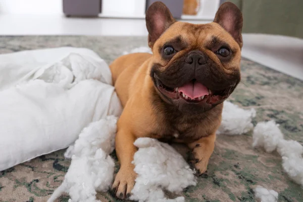 Quanto tempo depois de castrado o cachorro fica mais calmo? 1vettop% Quanto tempo depois de castrado o cachorro fica mais calmo1