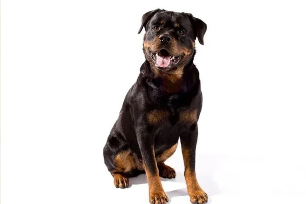 Os 5 Cachorros com as Mordidas Mais Fortes 5vettop% Rottweiler showing teeth