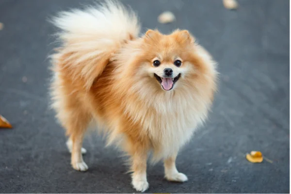 Conhecendo o Spitz Alemão Anão ou Lulu da Pomerania 14vettop% Spitz Alemão.