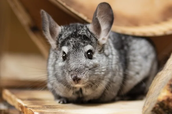 Como Cuidar de Sua Chinchila. 2vettop% chinchilas 1